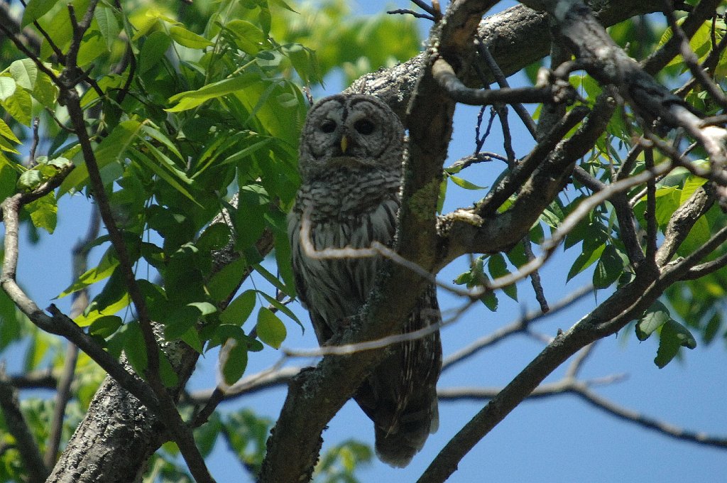 Owl, Barred, 2010-05-311837 Worcester, MA.JPG - Barred Owl. Elisabeth Donker's Farm, 5-31-2010